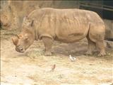 Puerto Rico Zoo Dr Juan A. Rivero  - MAYAGÜEZ